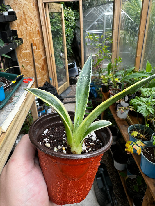 Agave Americana Variegata