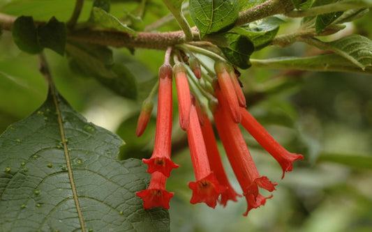 iochroma fuchsioides