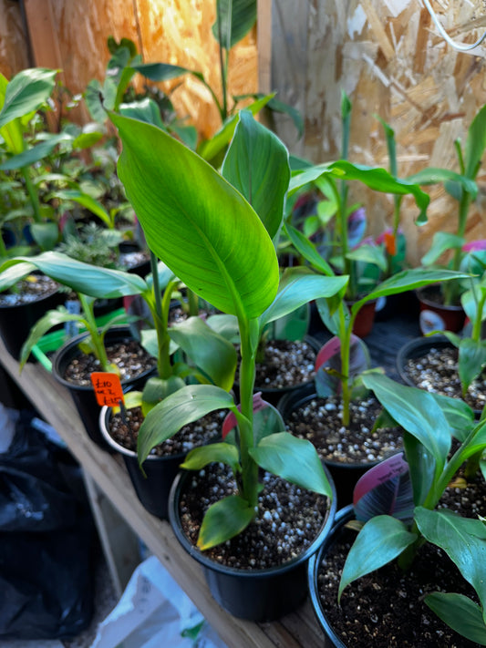 Banana Plant Bundle Musa Basjoo & Musa Sikkimensis 1 of each plant