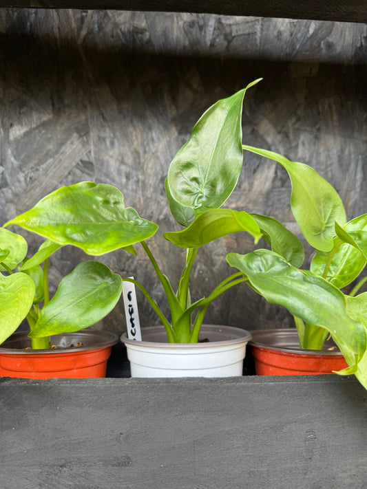 Alocasia Cucullata Houseplant