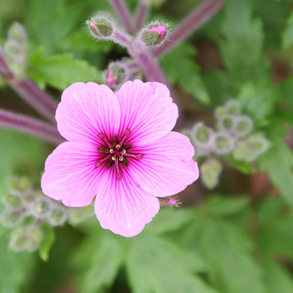 Geranium Palmatum (Hardy)