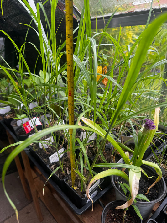 Miscanthus Sinensis Zebrinus