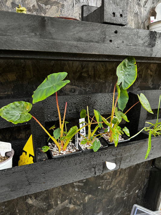 Colocasia Hawaiian Punch