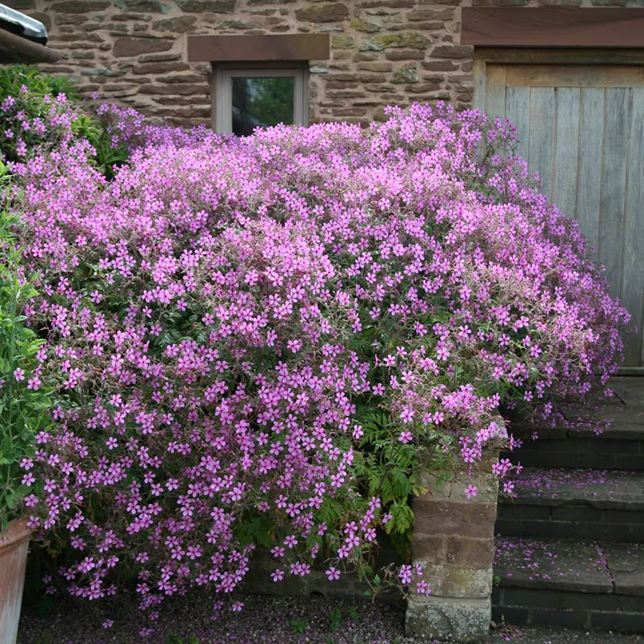 Geranium Palmatum (Hardy)