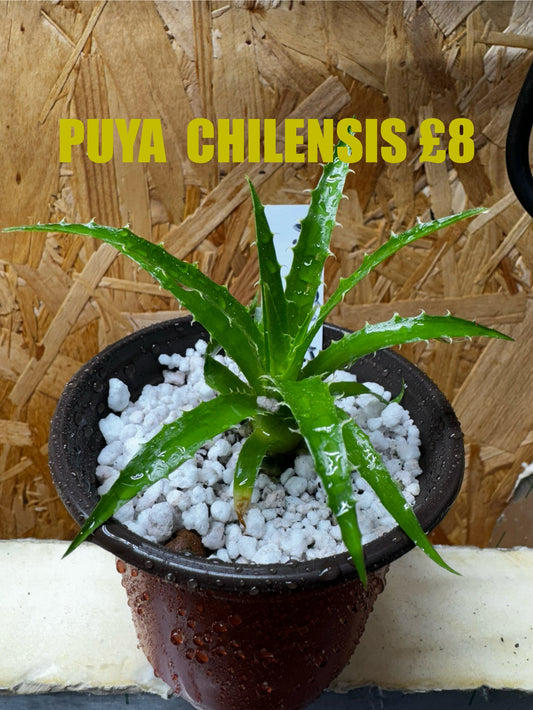 Puya Chilensis