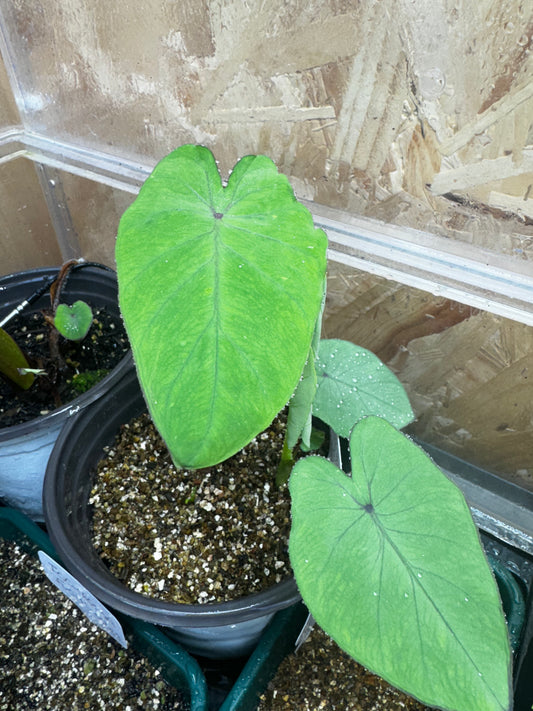 Colocasia Pink China