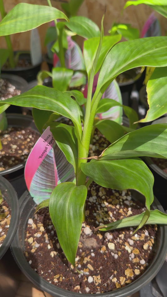 Musa Sikkimensis Banana Plant